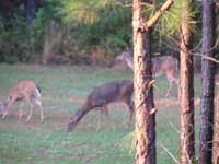 Crabapple Hunting Club, (Hancock Cty, Ga) Deer in a Cooper Seeds food plot.